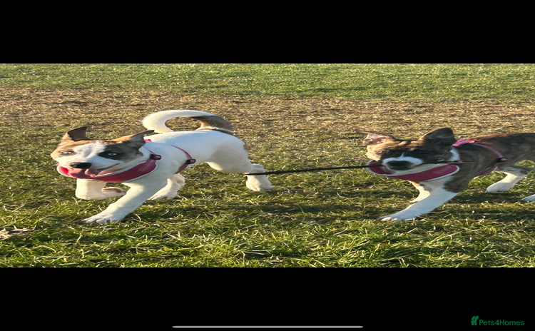 Mixed Breed dogs - Advert 12