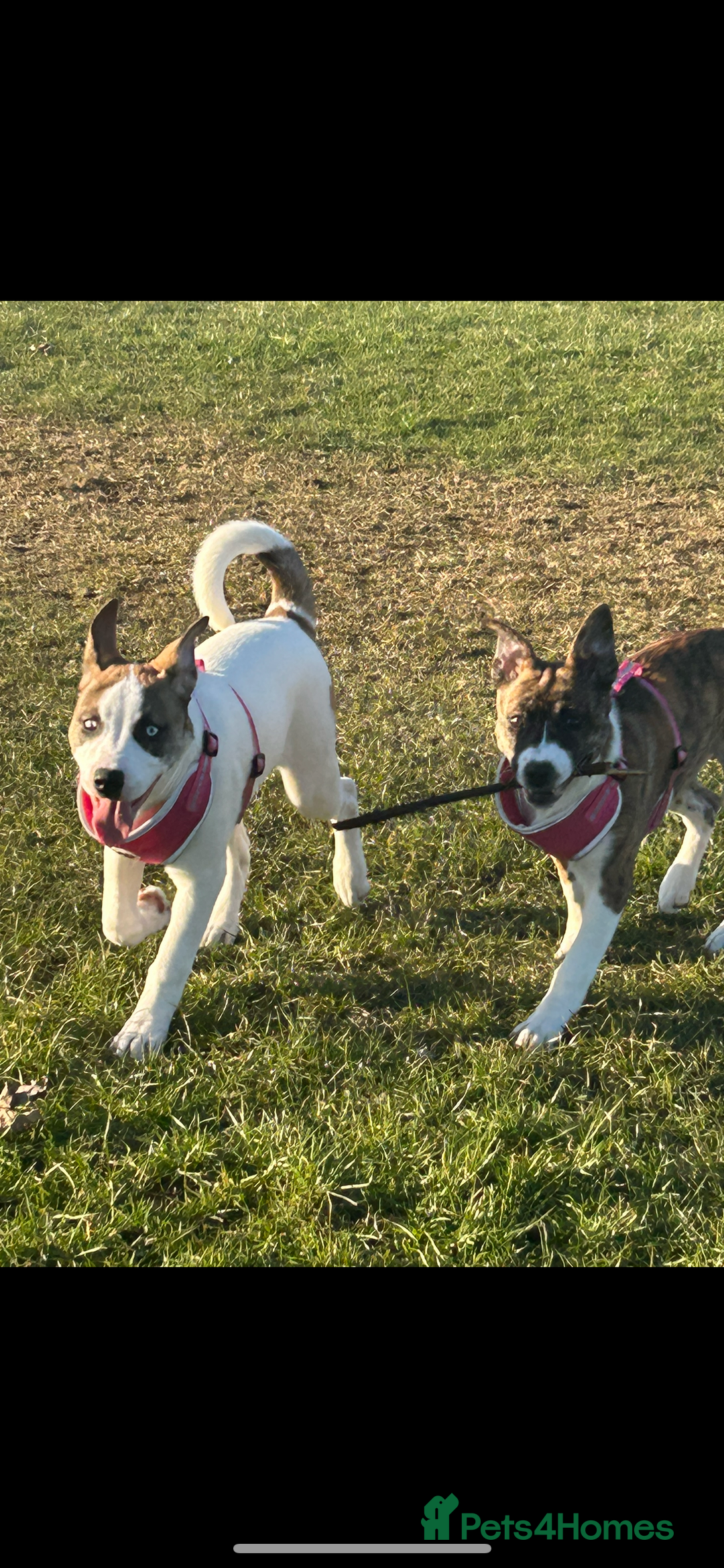 Mixed Breed dogs for sale: 2 sisters looking for a loving home together  - Image 1