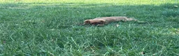 Cavalier King Charles Spaniel dogs for sale: 2 Cavalier Ruby Males - Advert 5