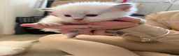Ragdoll cats for sale: Stunning pure breed Ragdoll kittens  - Advert 12