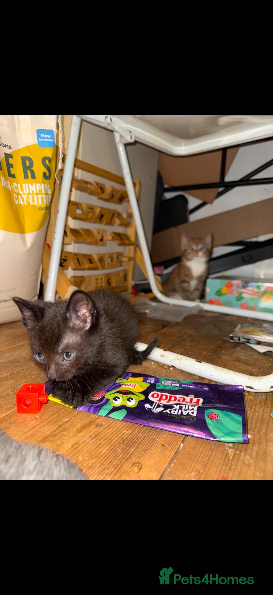 Mixed Breed cats for sale: Mix breed kittens - Advert 12