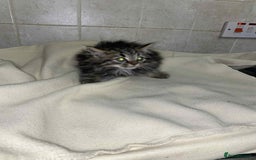 Mixed Breed cats for sale: Beautiful rag doll cross kittens - Image 8