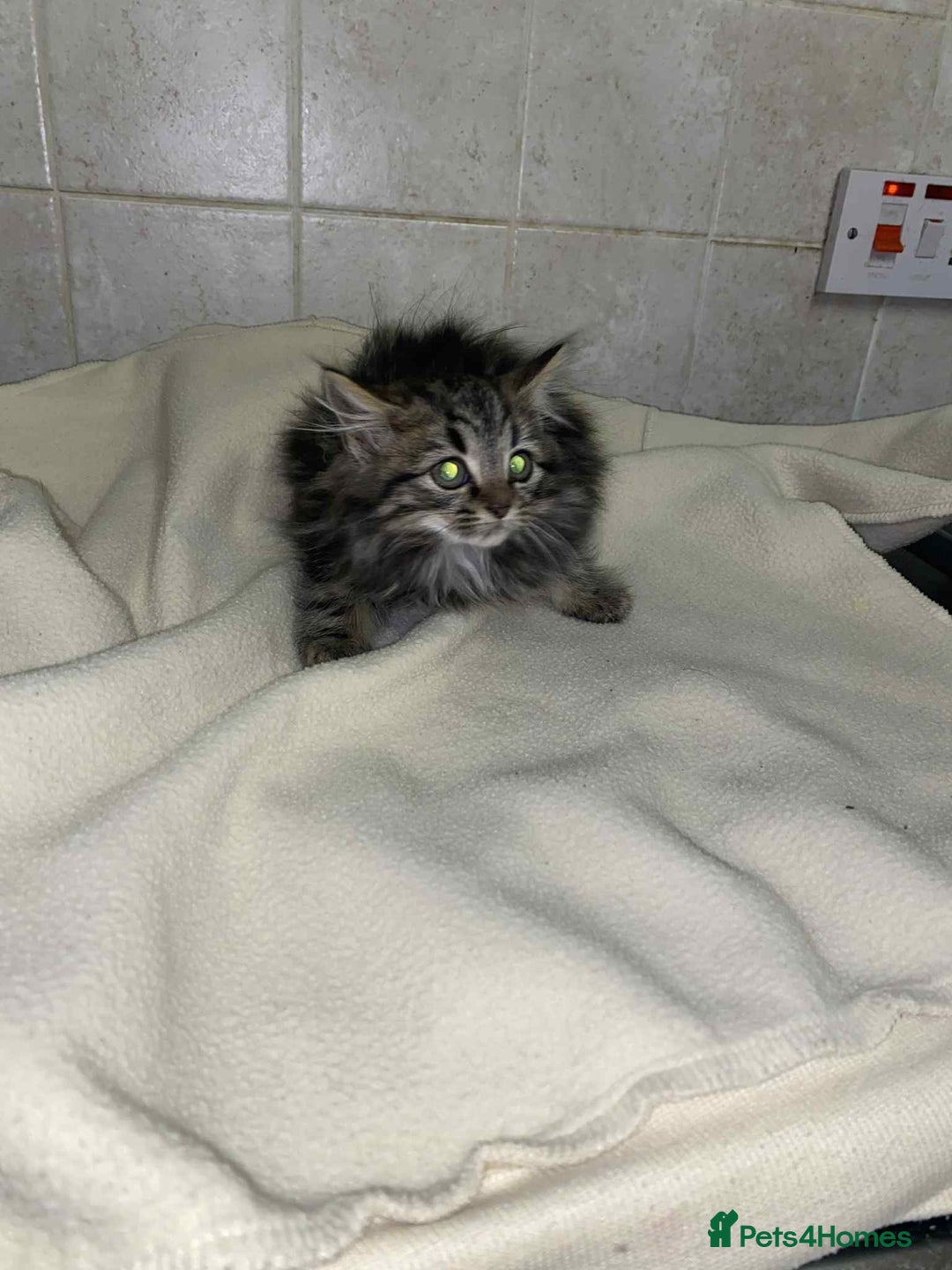 Mixed Breed cats for sale: Beautiful rag doll cross kittens - Image 8