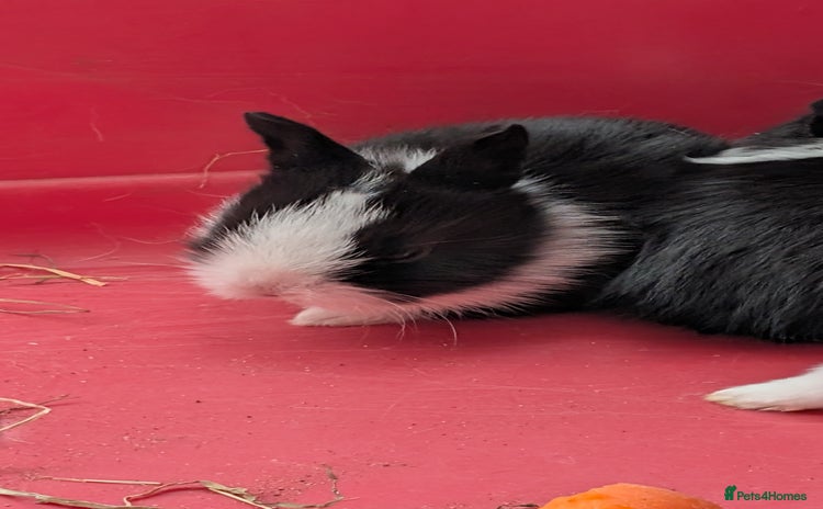 Mixed Breed rabbits - Advert 2