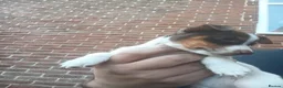 Jack Russell dogs for sale: Chocolate and white female  - Advert 2