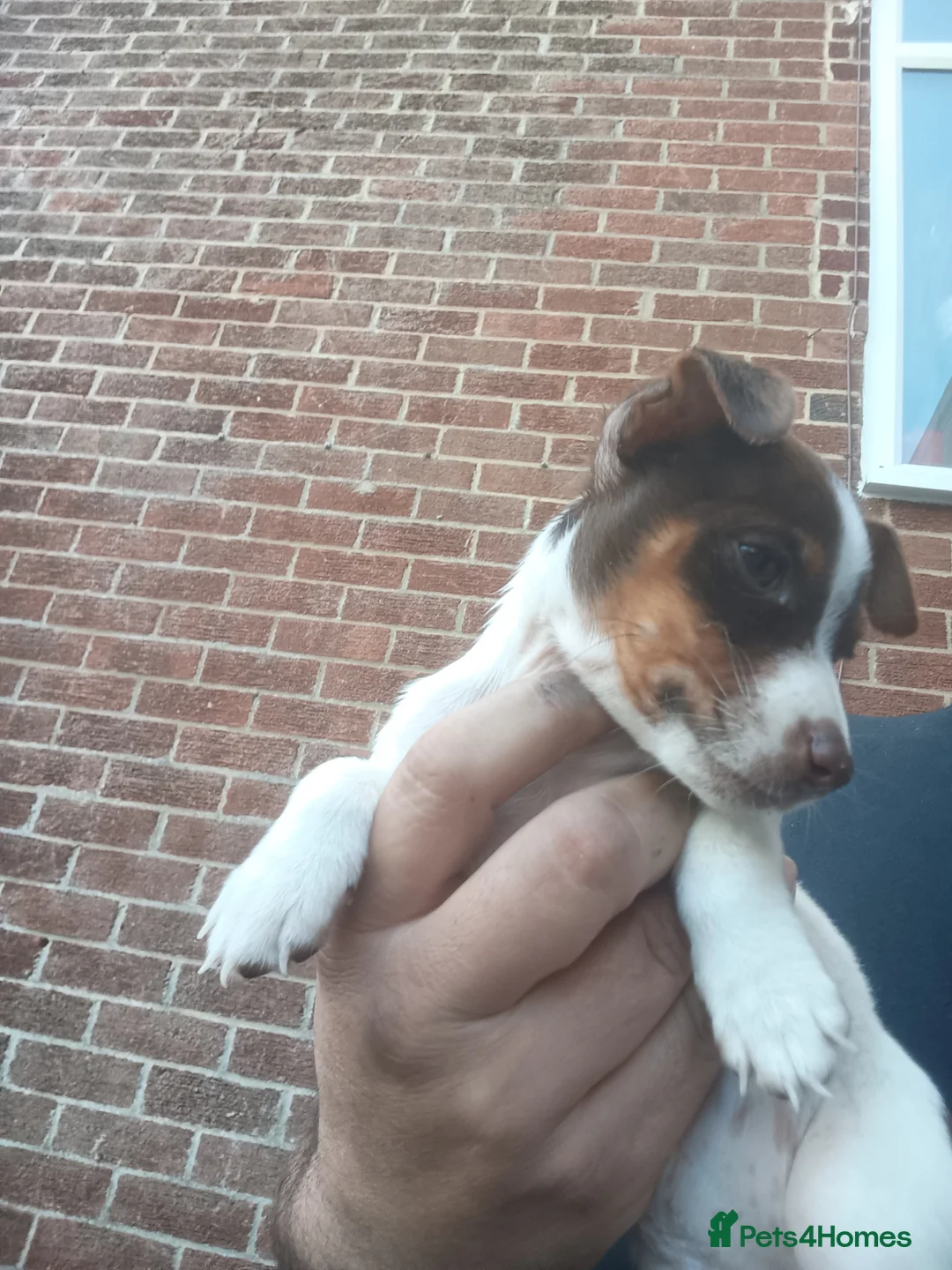 Jack Russell dogs for sale: Chocolate and white female  - Advert 2