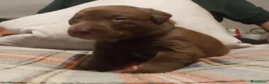 Labrador Retriever 3