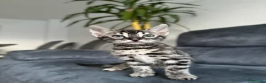 Bengal 5