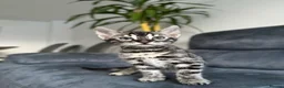 Bengal cats for sale: Bengal Kitten For Sale (Ready to go - Last One) - Advert 38