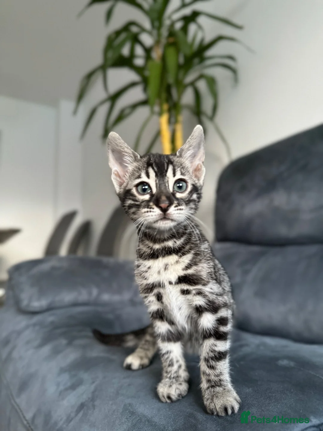 Bengal cats for sale: Bengal Kitten For Sale (Ready to go - Last One) - Advert 38
