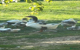 Geese poultry for sale: Baby Geese (8 available) - Image 1