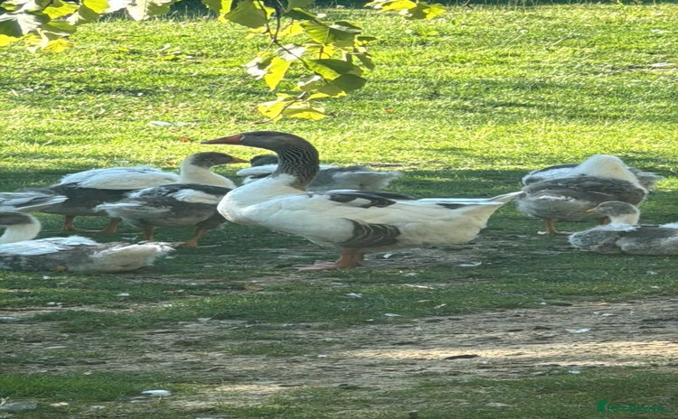 Geese poultry - Advert 1