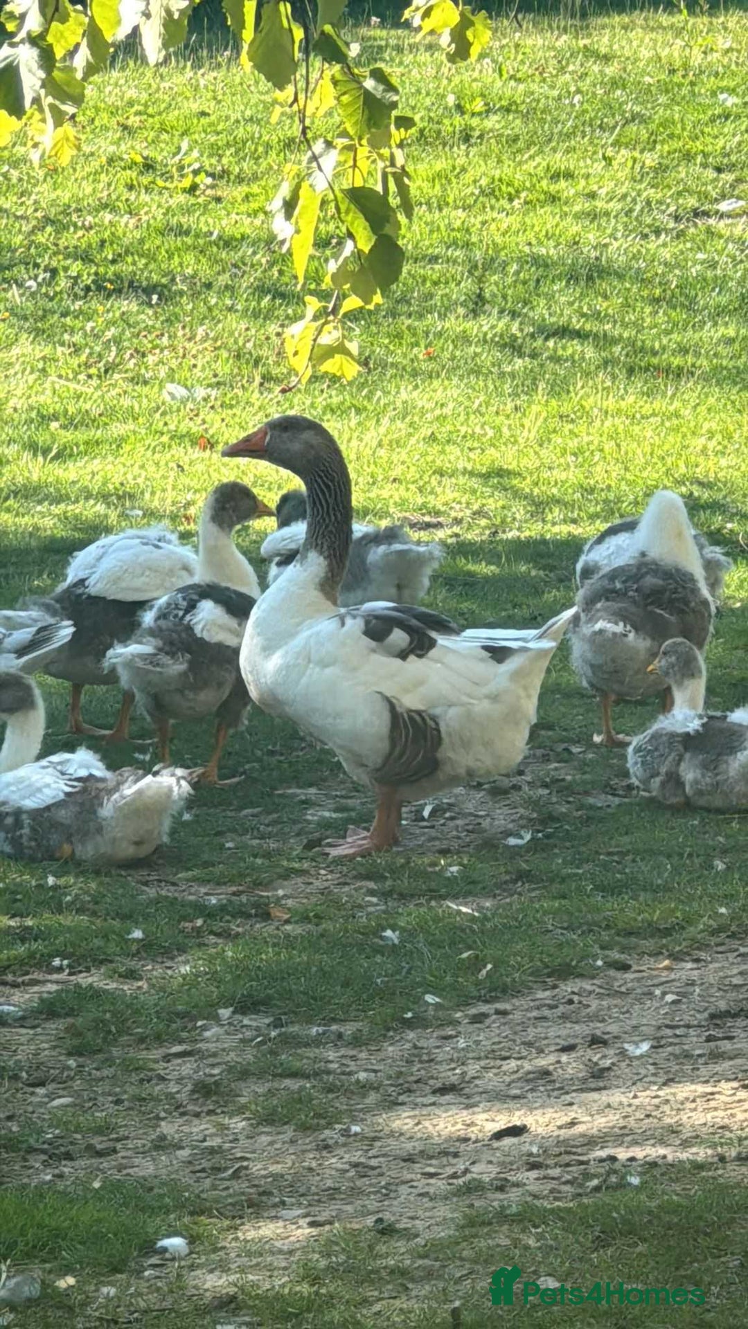 Geese poultry for sale: Baby Geese (8 available) - Image 1