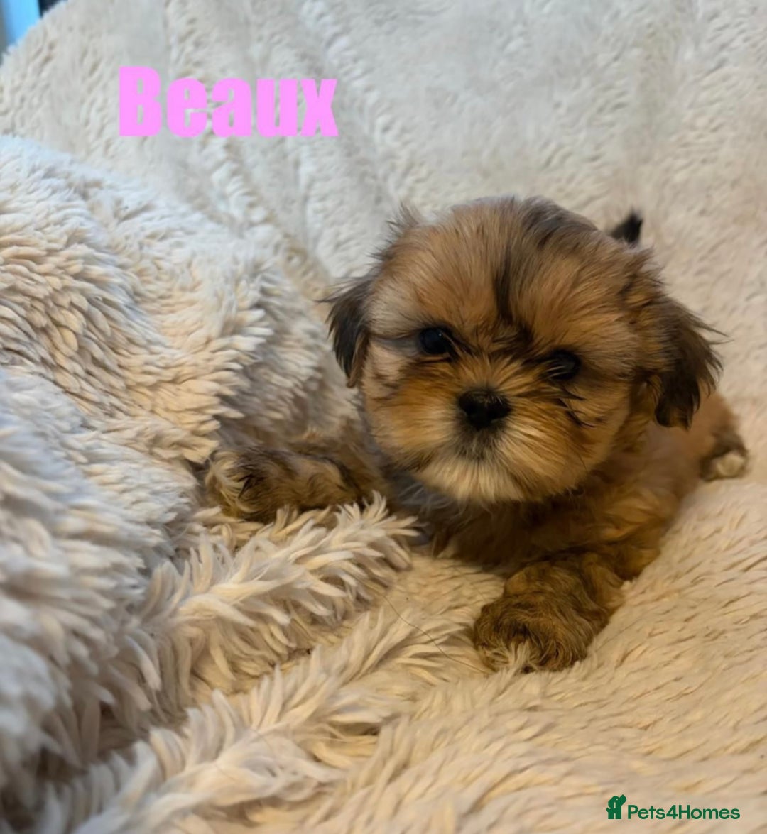 Shih Tzu dogs for sale: Last little girl available  - Advert 3