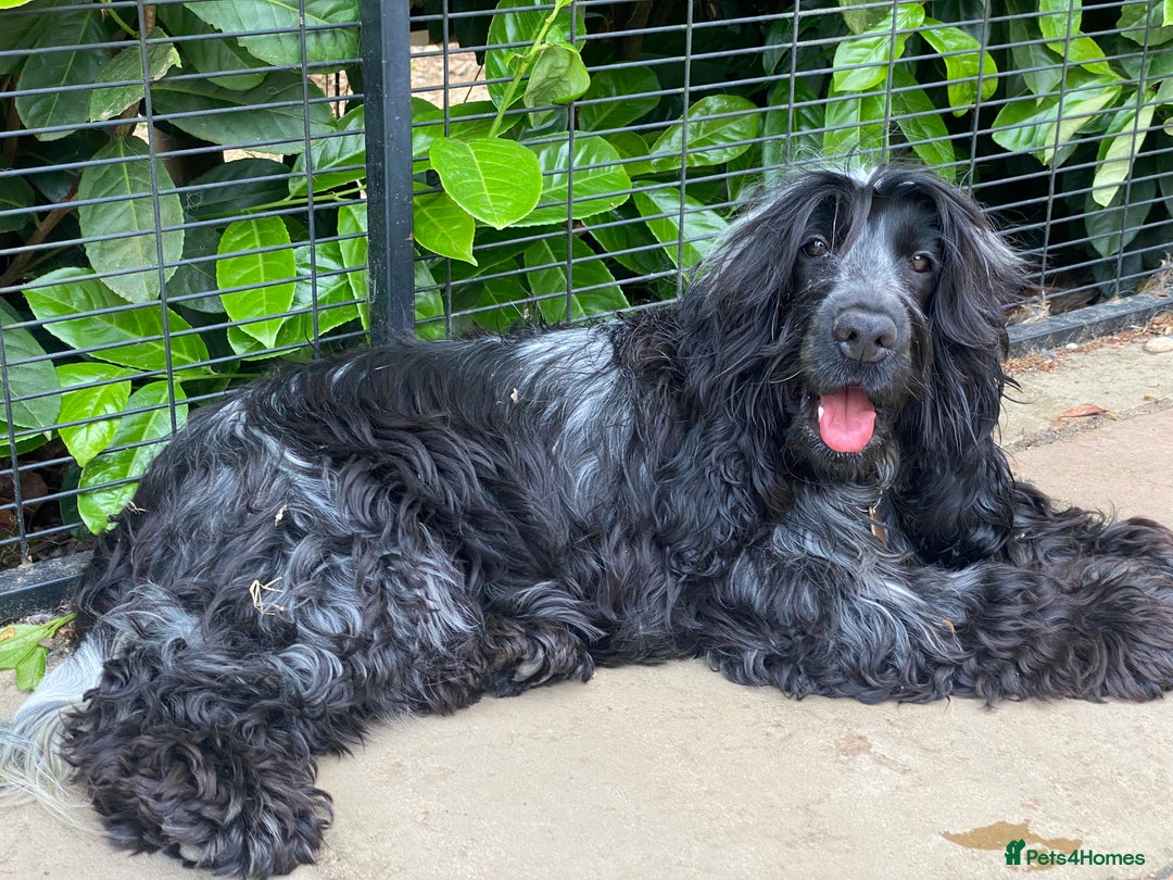 Cocker Spaniel dogs for sale: ‼️ ATTENTION PLEASE ‼️ - Advert 5