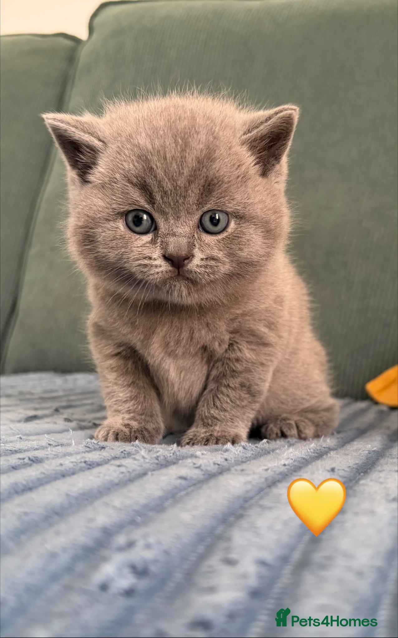 British Shorthair cats Beautiful kitties - Advert 5