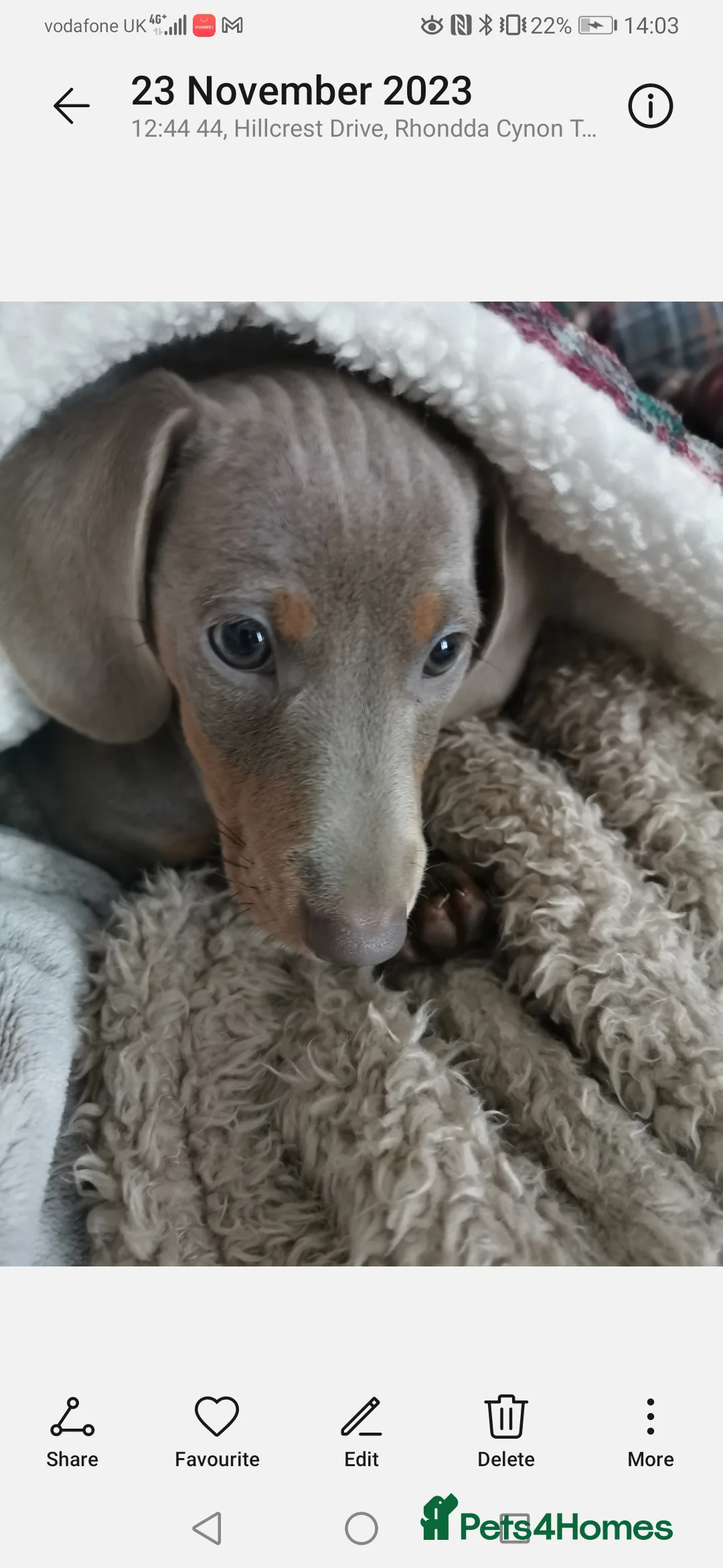 Miniature Dachshund dogs for sale: GORGEOUS MINIATURE DACHSHUND PUPPIES  🐾 - Advert 2