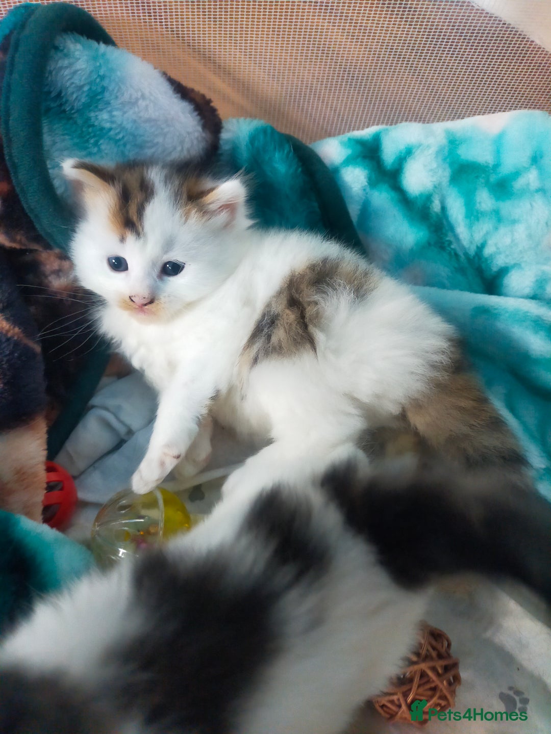 Mixed Breed cats for sale: Four lovely fluffy kittens  - Image 17