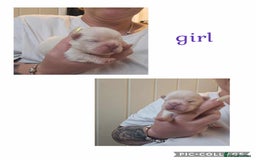 French Bulldog dogs for sale: Visual fluffy French bulldogs  - Image 8