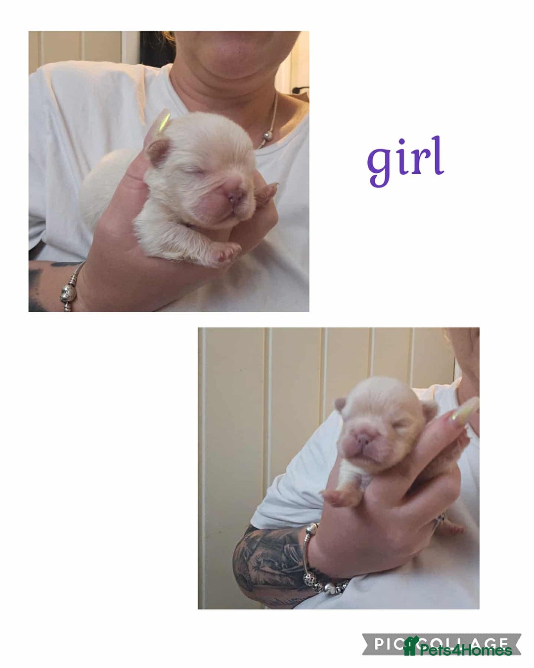 French Bulldog dogs for sale: Visual fluffy French bulldogs  - Image 8