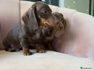 Miniature Dachshund dogs Beautiful Dachshund Male Puppies Ready now - Advert 8