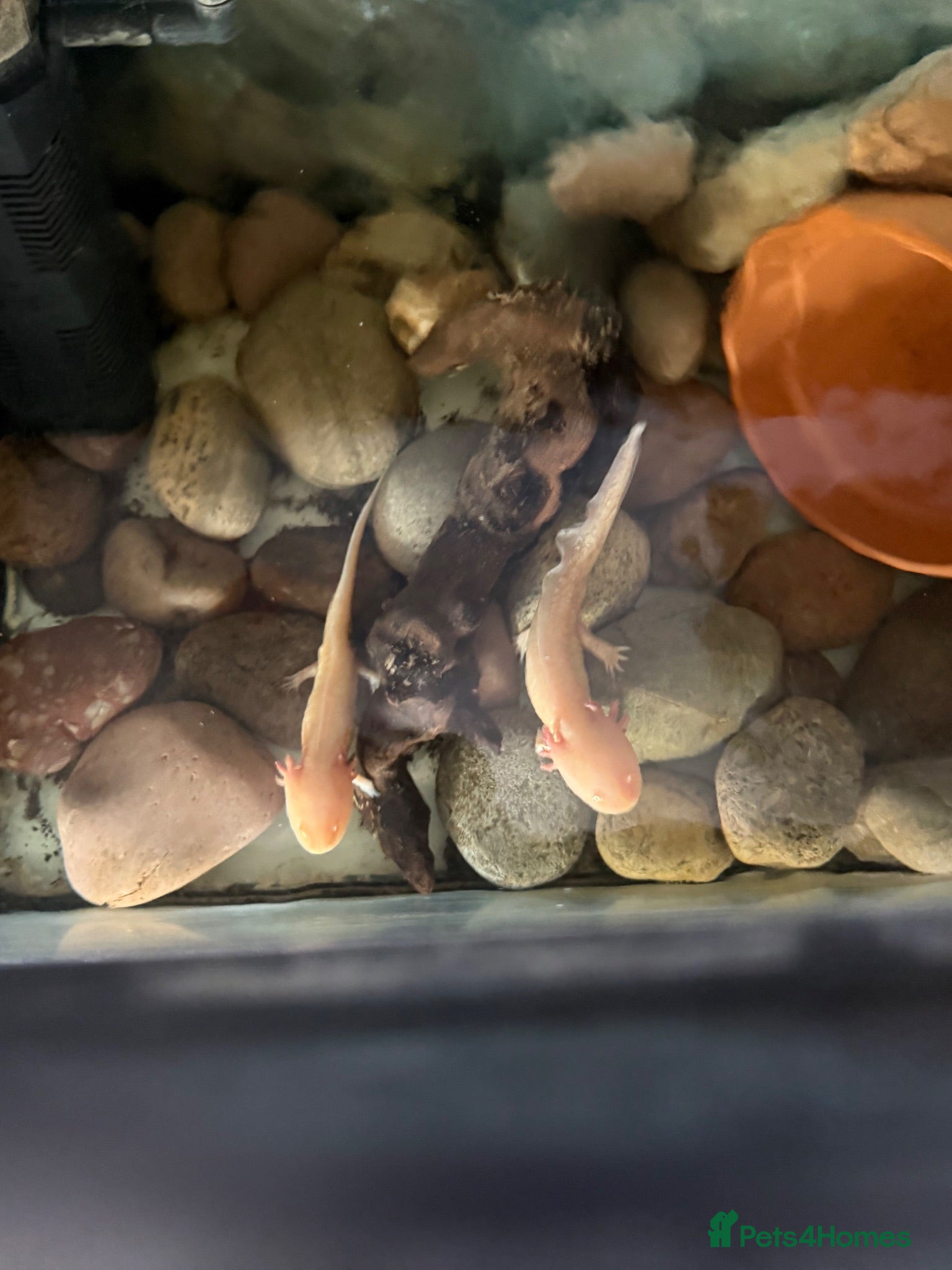 Catfish fish Axolotl - Advert 1