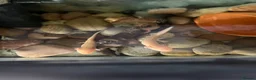 Catfish fish for sale: Axolotl in Sheerness - Advert 1