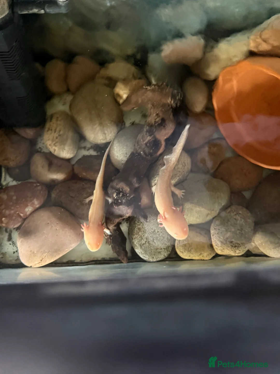 Catfish fish for sale: Axolotl in Sheerness - Advert 1
