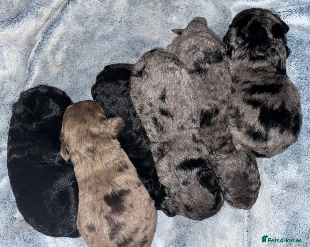 Cockapoo dogs for sale: Cockapoo puppies  - Advert 38