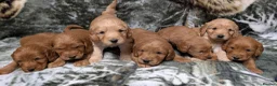 Cockapoo dogs for sale: Quality F1 Cockapoo puppies, Health tested parents - Advert 4