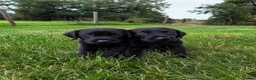 Labrador Retriever dogs for sale: Outstanding FTCH KC registered Labrador puppies  - Advert 6