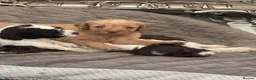 Mixed Breed dogs for sale: Our beautiful litter of Double Doodle puppies —  - Advert 7