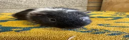 Guinea Pig rodents for sale:  Male guinea pigs for sale  - Advert 8