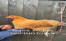 Chickens poultry for sale: Hybrid/ cross breed hens for sale - Image 6