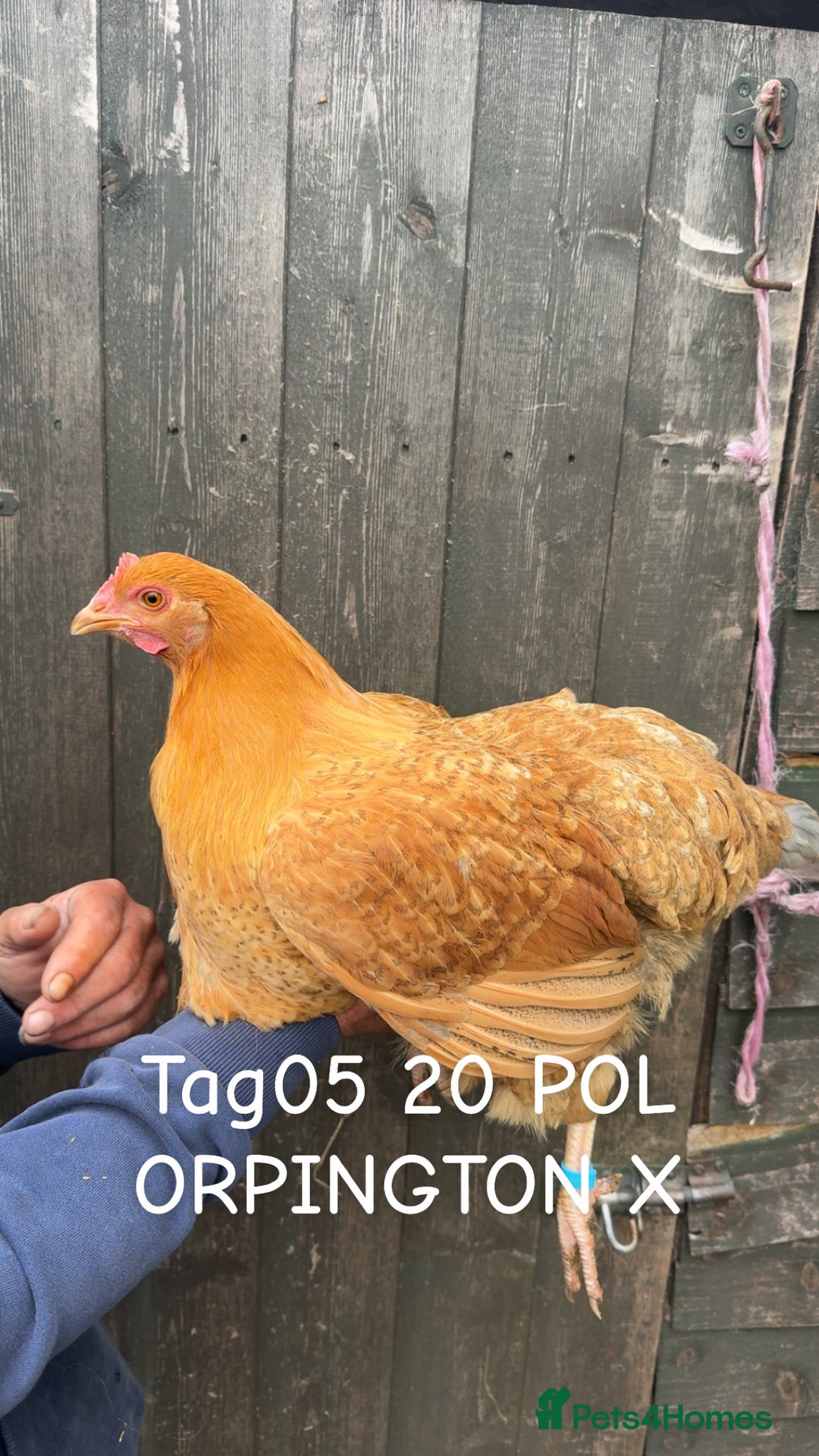 Chickens poultry for sale: Hybrid/ cross breed hens for sale - Image 6