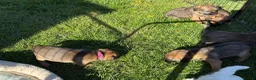 Border Terrier dogs for sale: KC Registered Border Terrier - Advert 4
