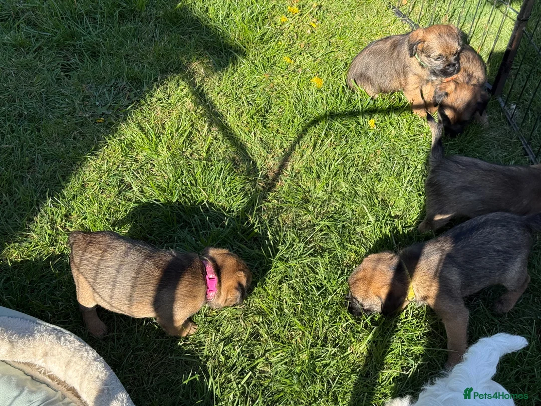 Border Terrier dogs for sale: KC Registered Border Terrier - Advert 4