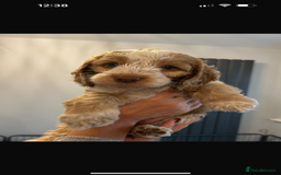 Cockapoo dogs for sale: Beautiful Cockapoos  - Image 7