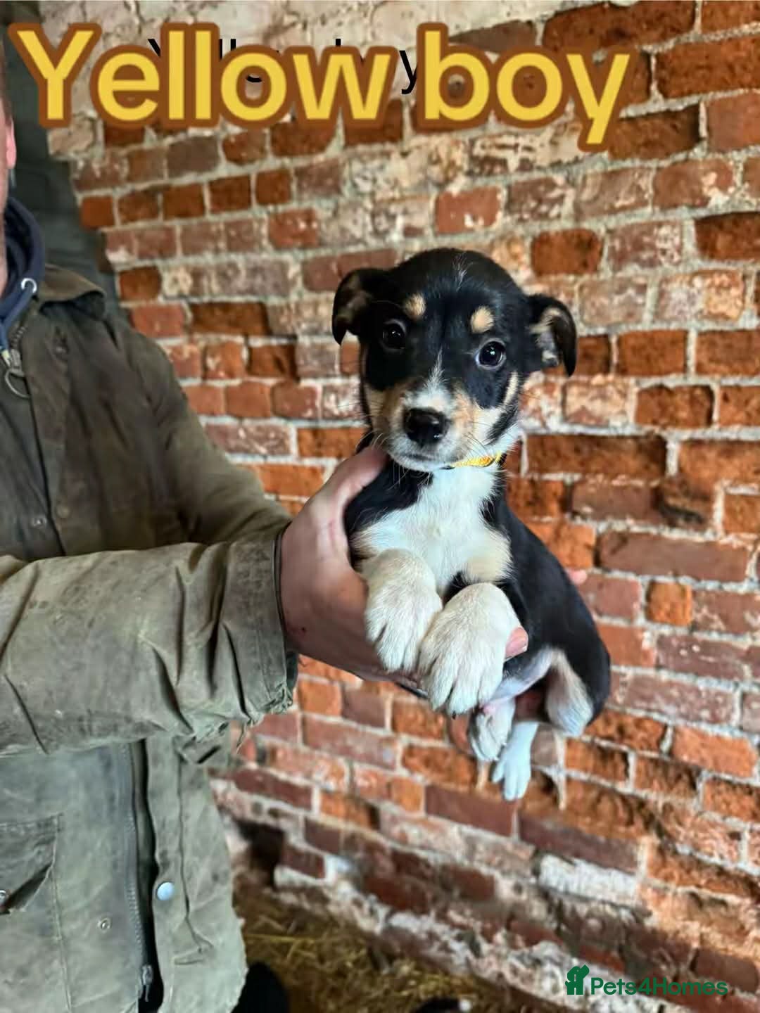 Mixed Breed dogs for sale: Collie pups for sale, ready now  - Advert 7