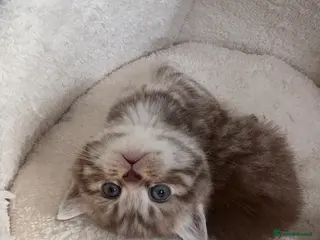 British Shorthair cats GCCF Bi-colour BSH kittens - Advert 1