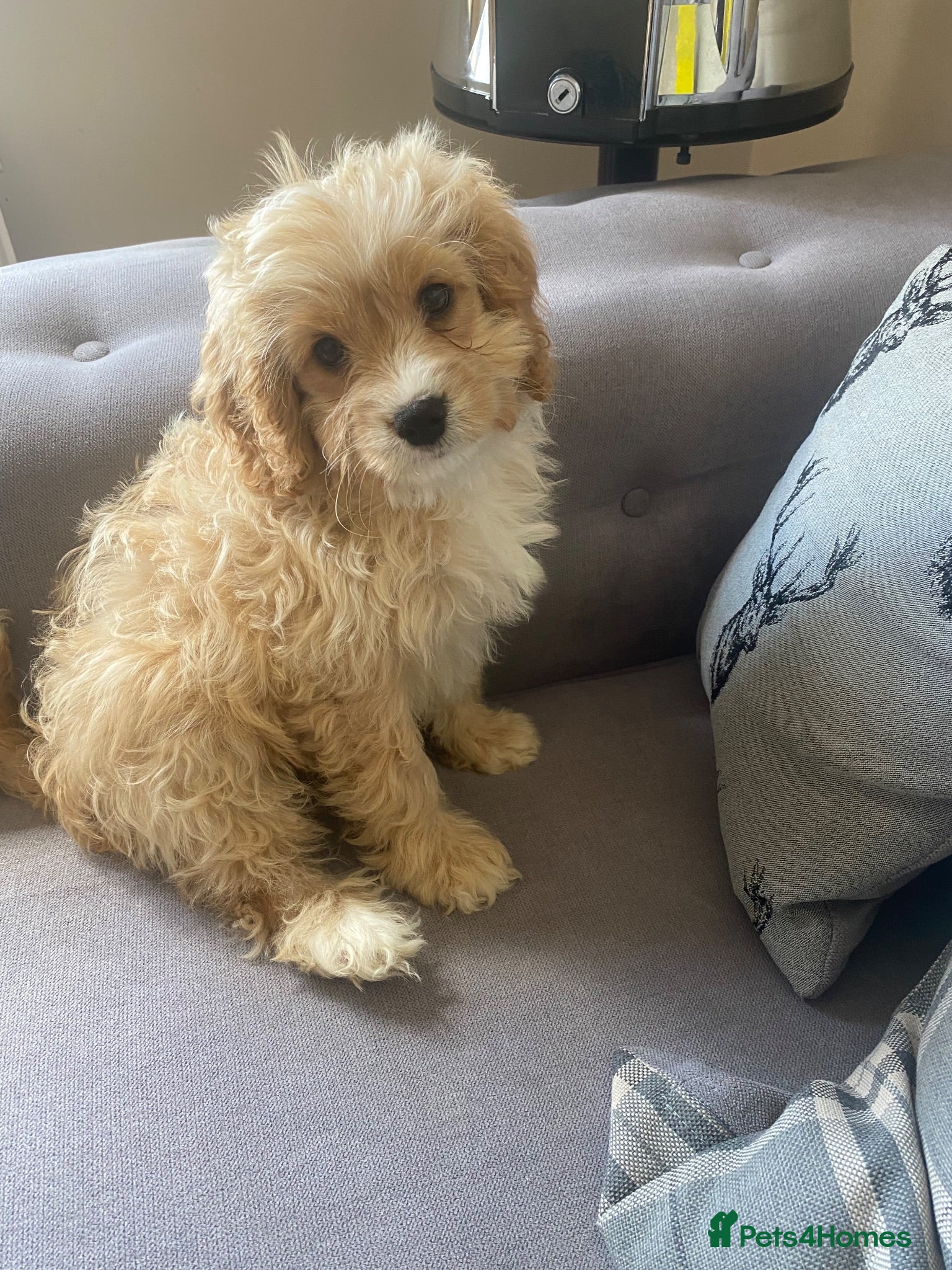 Cavapoo dogs  Beautiful Miniature Cavapoo  - Advert 2