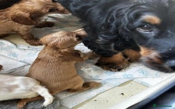 Cocker Spaniel dogs for sale: Show cocker spaniel puppies - Image 7