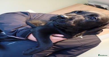 Labrador Retriever dogs - Advert 4