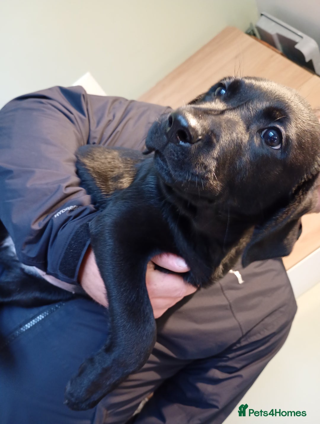 Labrador Retriever dogs for sale: Labrador puppies looking for their forever home. - Image 3