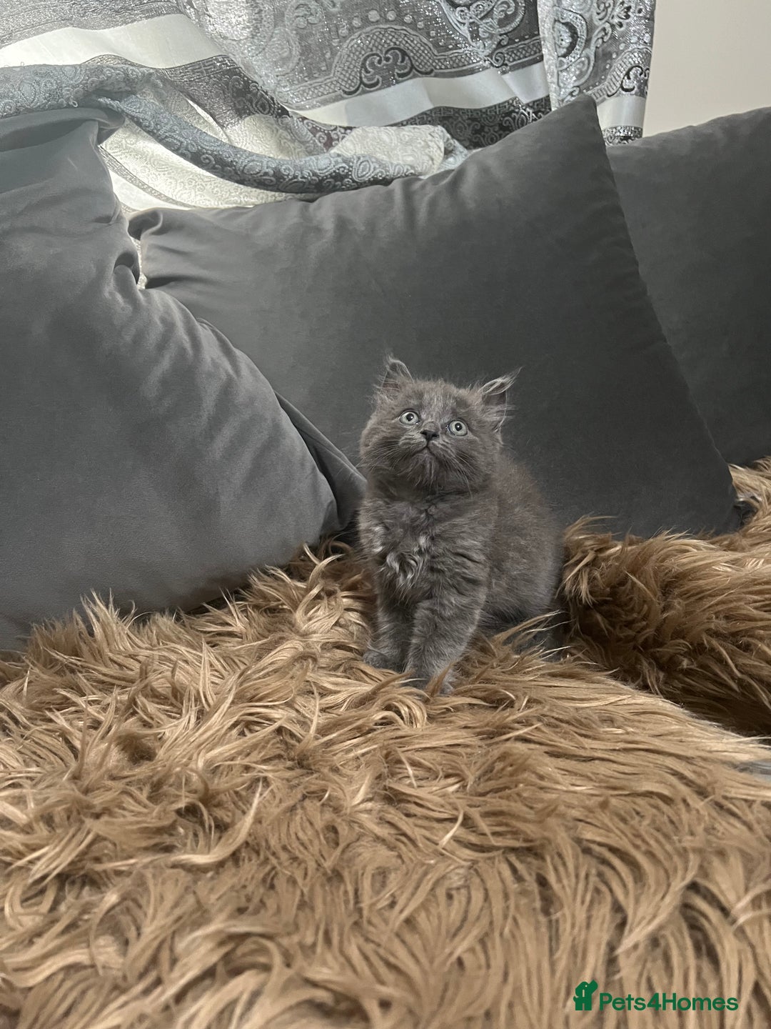 Scottish Fold cats for sale: Beautiful Scottish fold🧸🌹 - Image 15
