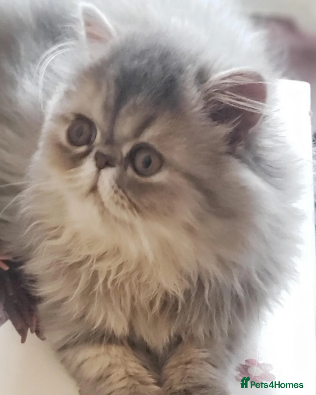 Persian cats for sale: Blue Cream Persian  - Advert 2