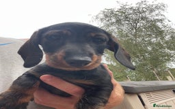 Dachshund dogs for sale: KC standard wire haired dachshund puppies (teckel) in Tiverton - Image 4