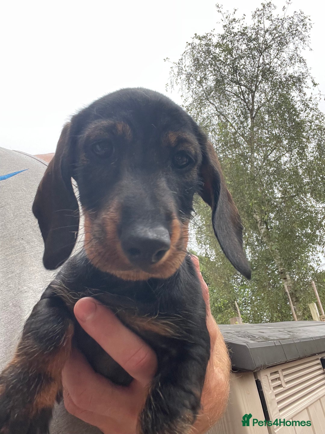 Dachshund dogs for sale: KC standard wire haired dachshund puppies (teckel) in Tiverton - Image 4