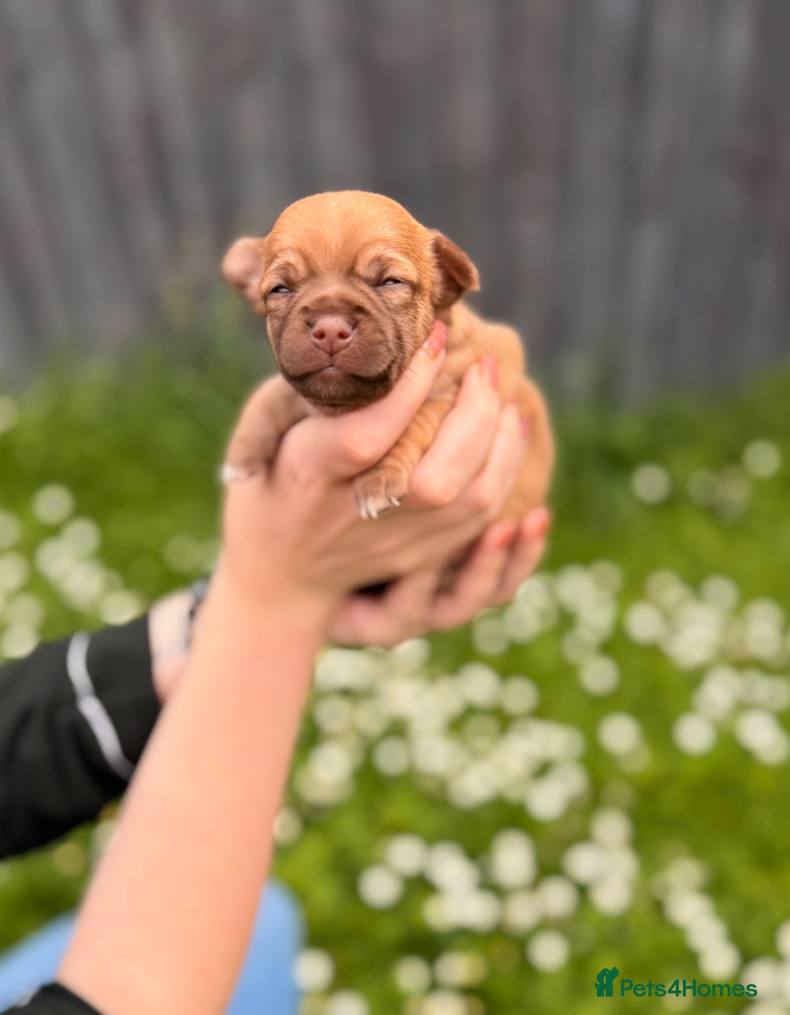 Chihuahua dogs Little Chihuahua Boy Pup  - Advert 18