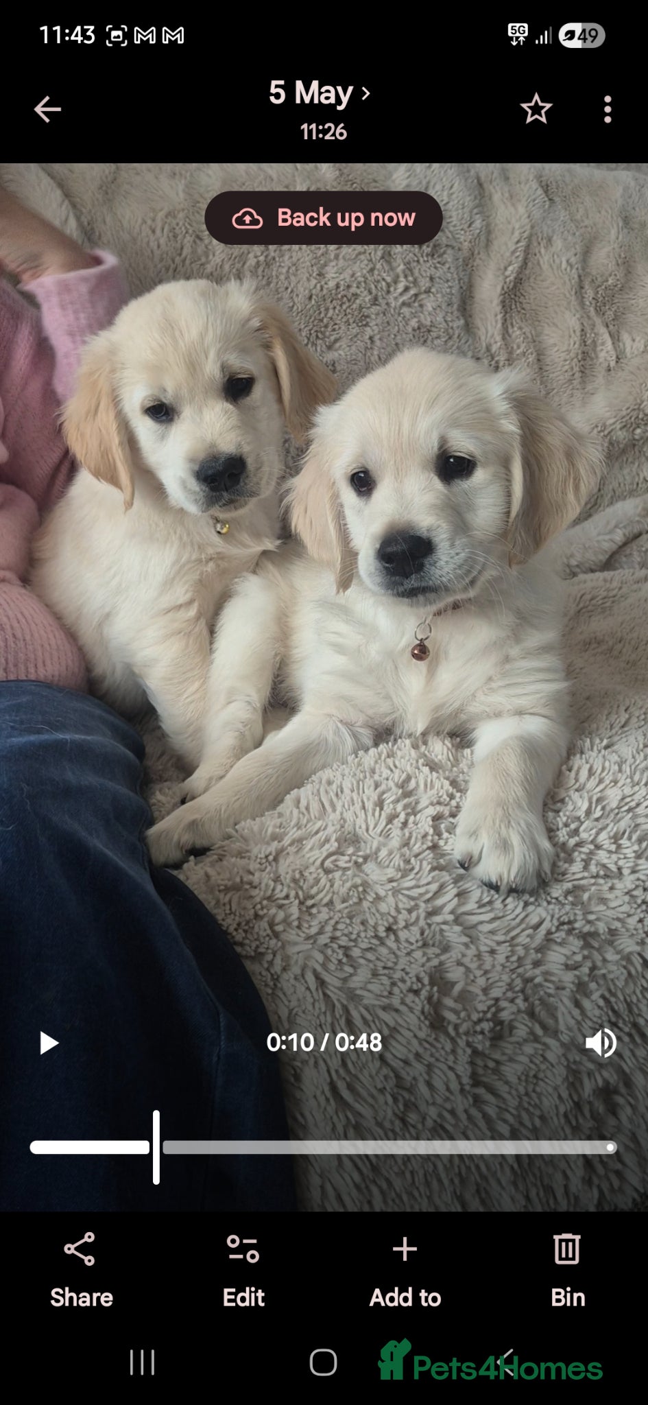 Golden Retriever dogs Ready Today! Adorable Golden Retriever Puppies - Advert 1
